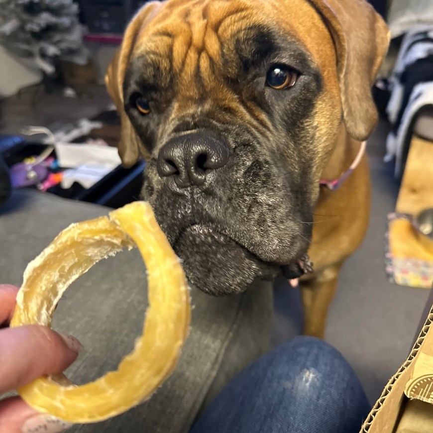 Brown dog looking at a bully ring from Bully Bunches.