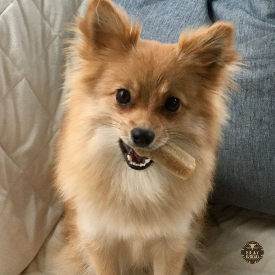 Pomeranian chewing a small Himalayan Yack Chew from Bully Bunches.