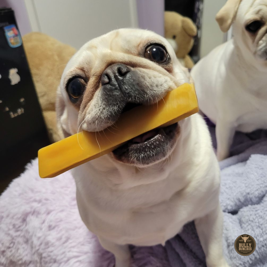 Cream Pug holding a small Himalayan Yack Chew from Bully Bunches in its mouth.