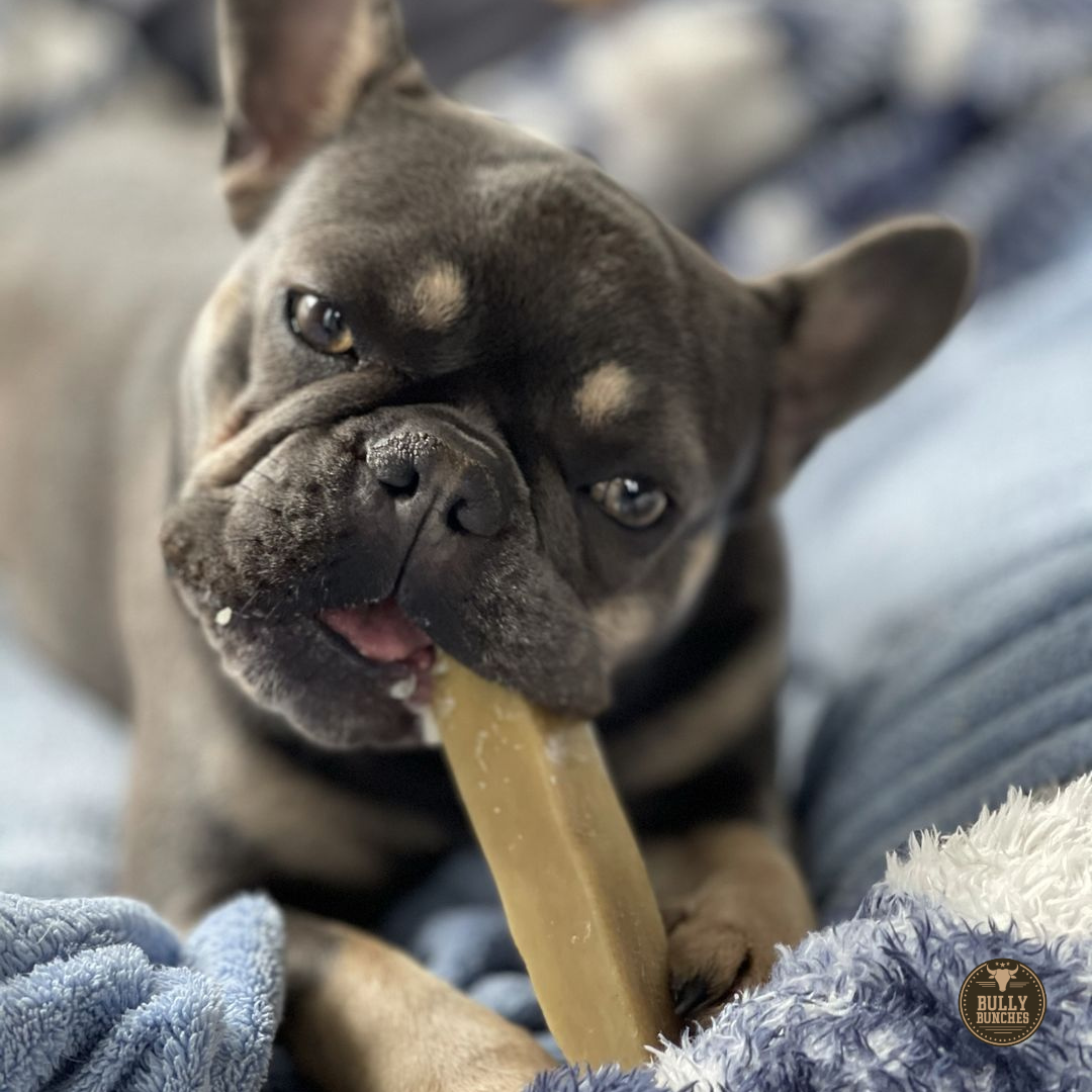 Small brown dog chewing a small Himalayan Yack Chew from Bully Bunches.