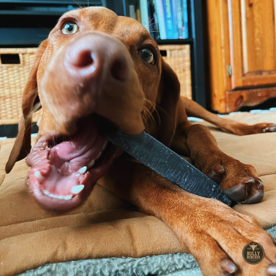 A brown dog chewing on a Bully Bunches medium blueberry Himalayan yak chew.