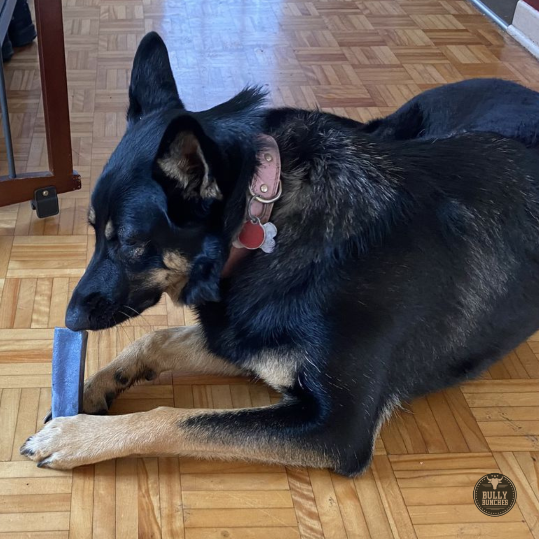 A black and brown dog chewing on a Bully Bunches Himalayan yak chew.