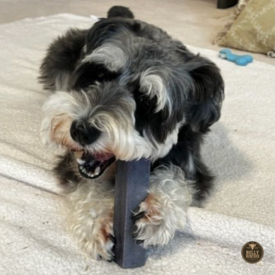 A fluffy black and gray dog chewing on a Bully Bunches blueberry Himalayan yak chew.