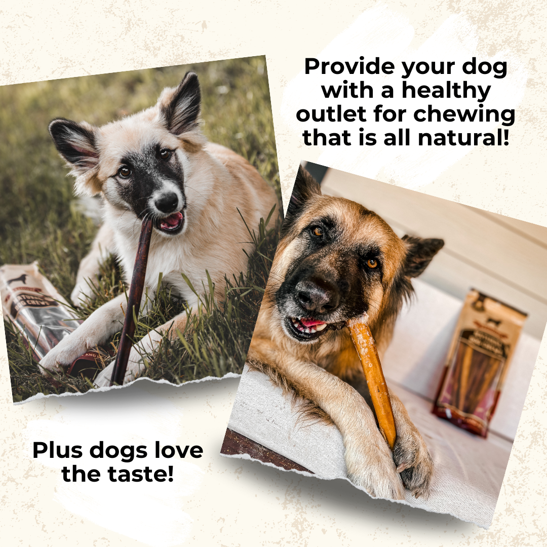 Two dogs chewing on a 6-inch standard bully stick from Bully Bunches.