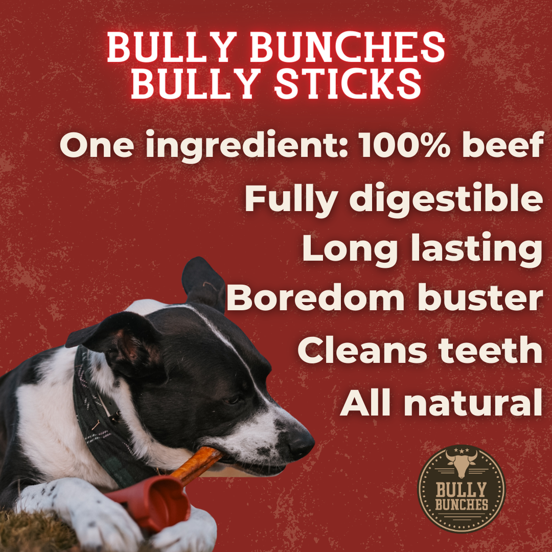 A dog chewing on a 6-inch standard bully stick from Bully Bunches.