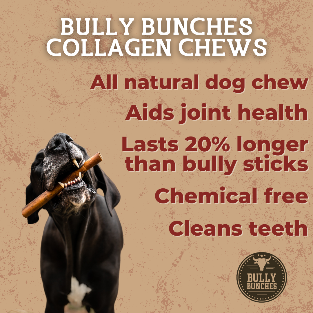 Infographic highlighting the advantages of Bully Bunches collagen chews, featuring a dog holding 10-12 inch standard chew stick