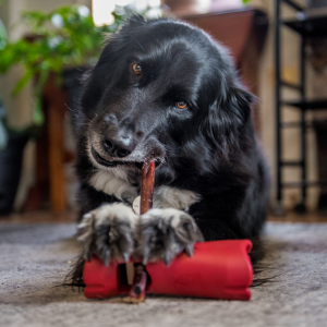 Black dog lying and chewing on a natural stick from Bully Bunches.