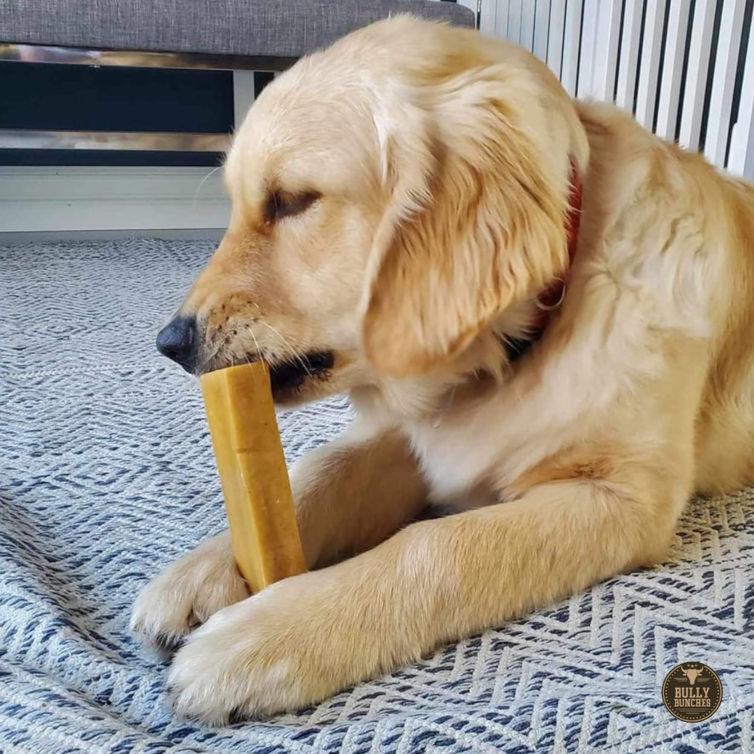 Golden retriever lying on it's stomach, chewing a large Himalayan Yak chew from Bully Bunches.