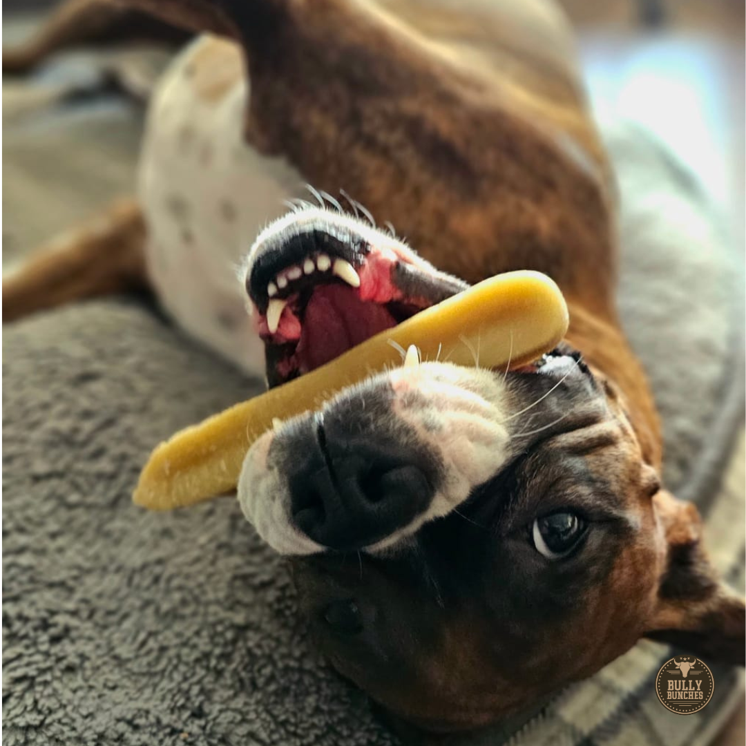 Brown dog lying on it's back, holding a large Himalayan Yak chew from Bully Bunches in it's mouth.