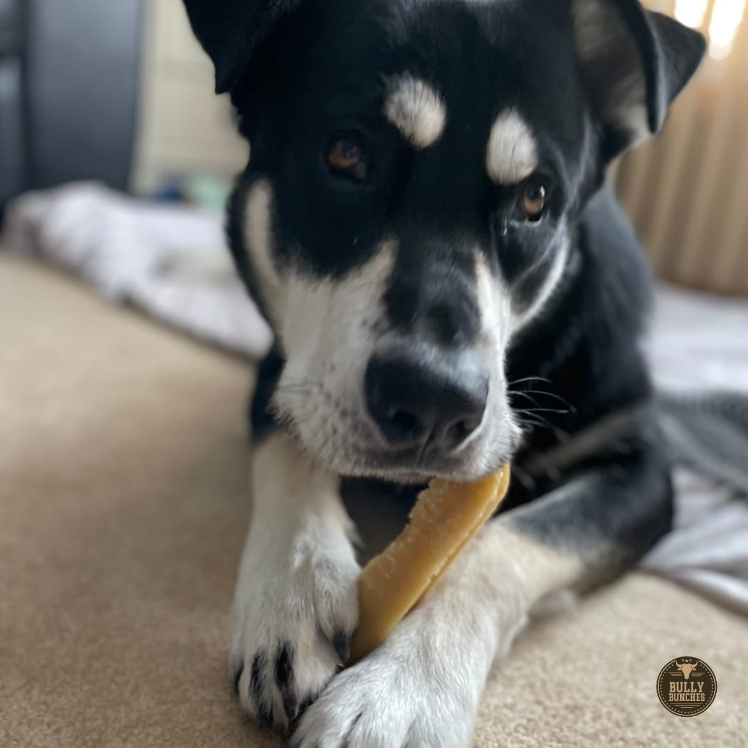 Black and white dog lying on it's stomach, chewing a large Himalayan Yak chew from Bully Bunches.