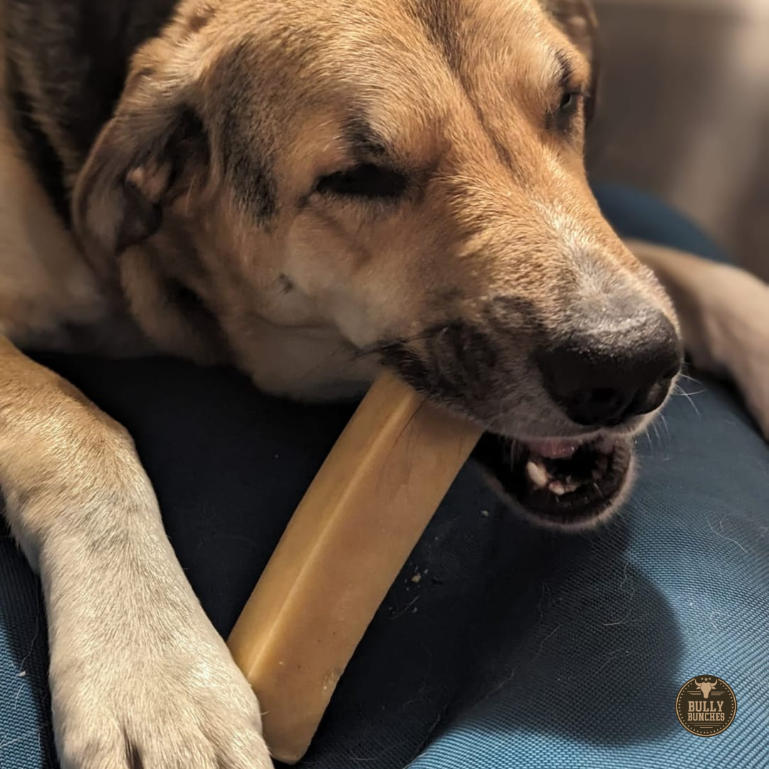 Brown dog chewing a mega Himalayan Yak chew from Bully Bunches.