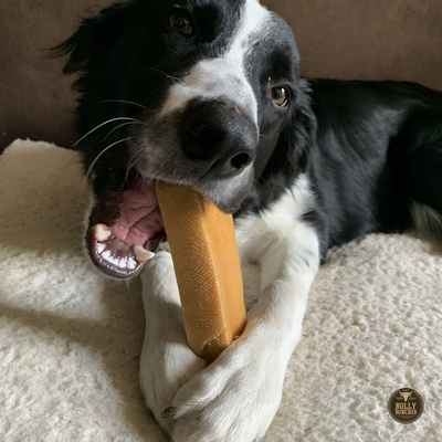 Black and white dog lying on it's stomach, chewing a mega Himalayan Yak chew from Bully Bunches.