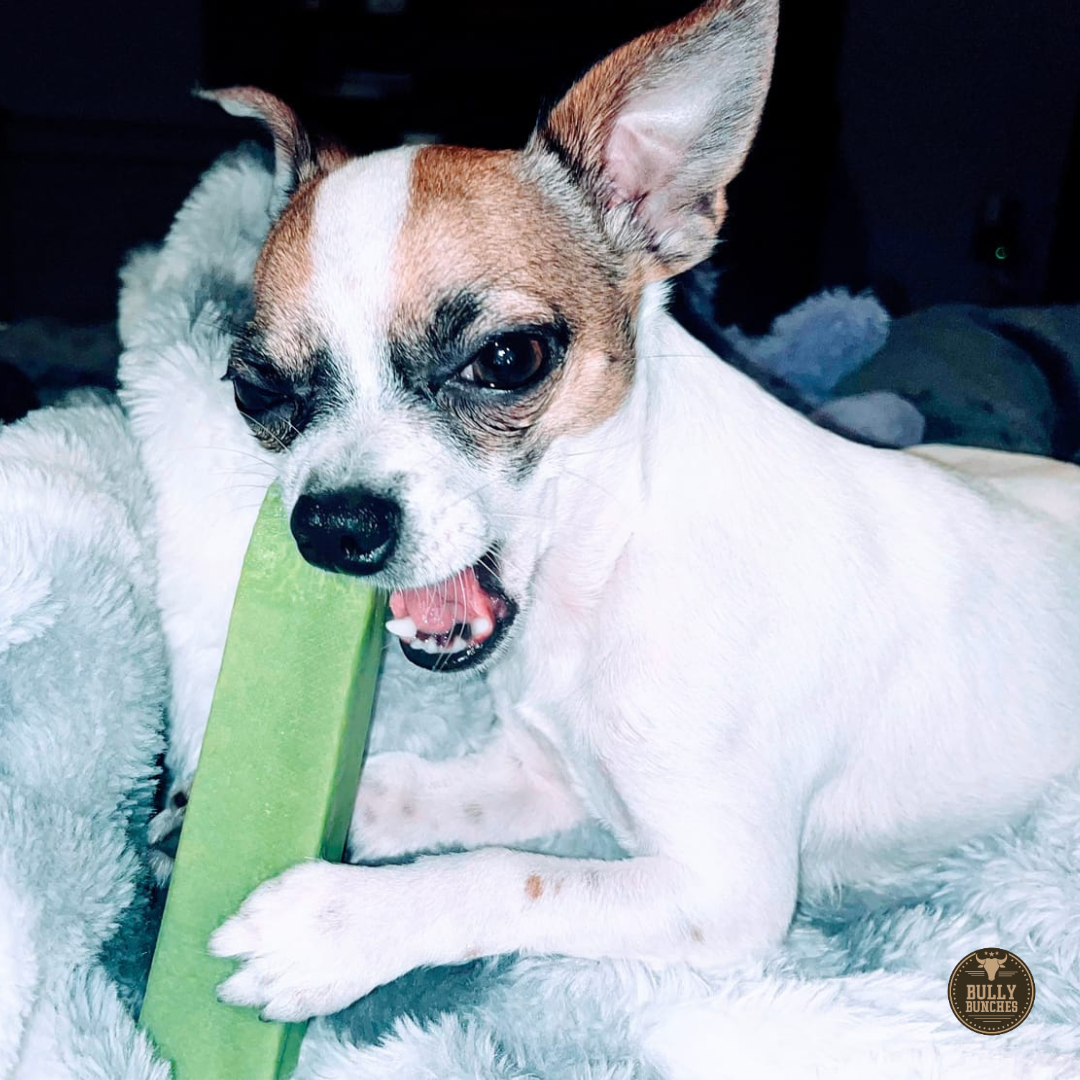 Chihuahua chewing on a medium-sized mint Himalayan Yak Chew from Bully Bunches.