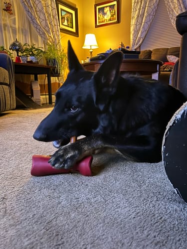 Black dog lying on a carpeted floor, chewing on a treat secured by a red Bully Bunches dog treat holder.