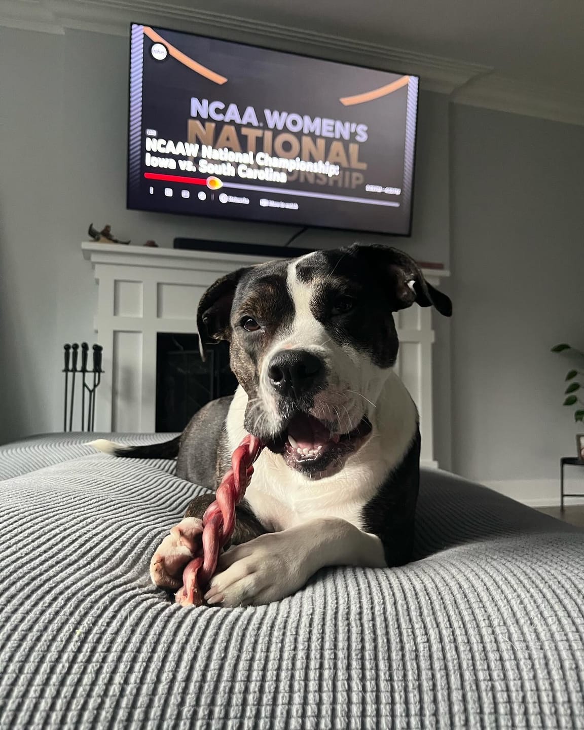 Black-and-white dog lounging on a couch chewing a braided chewing stick from Bully Bunches.