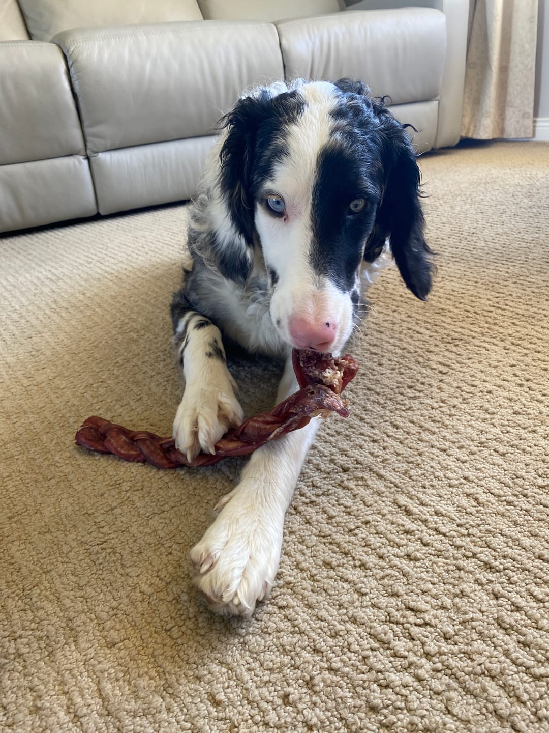 Merle-coated dog with blue eyes lying and chewing a large braided bully stick from Bully Bunches.