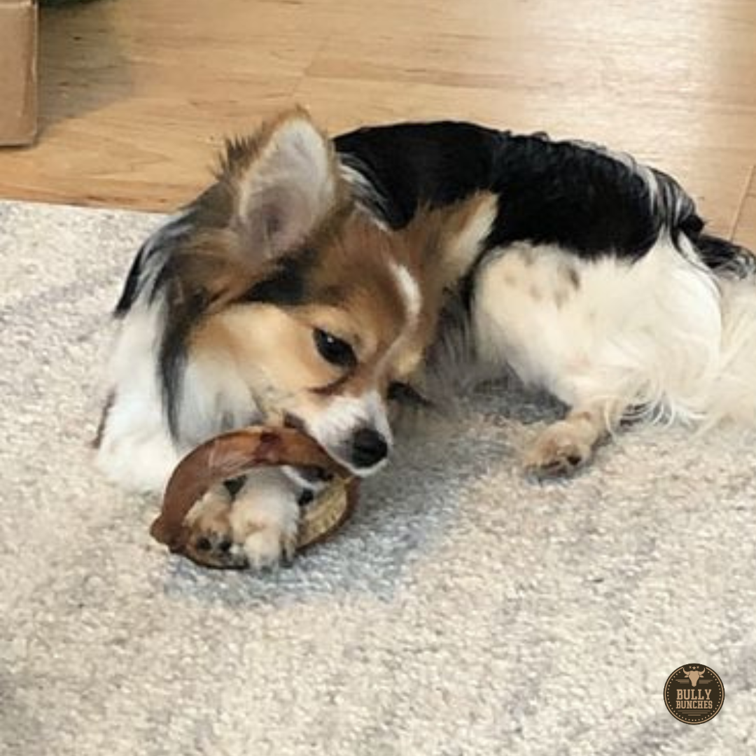 Small black, brown and white dog chewing on a bully ring from Bully Bunches.