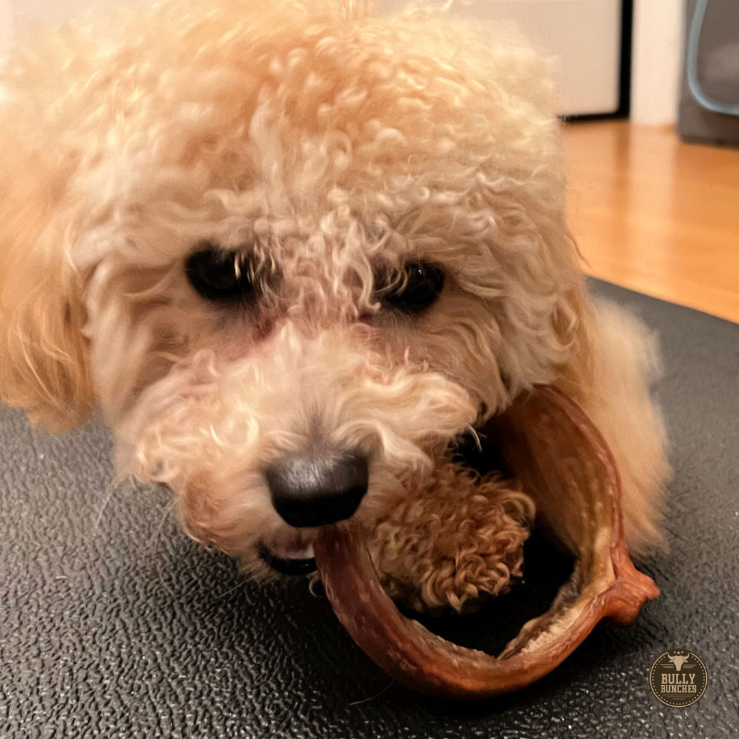 Fluffy yellow dog chewing on a bully ring from Bully Bunches.