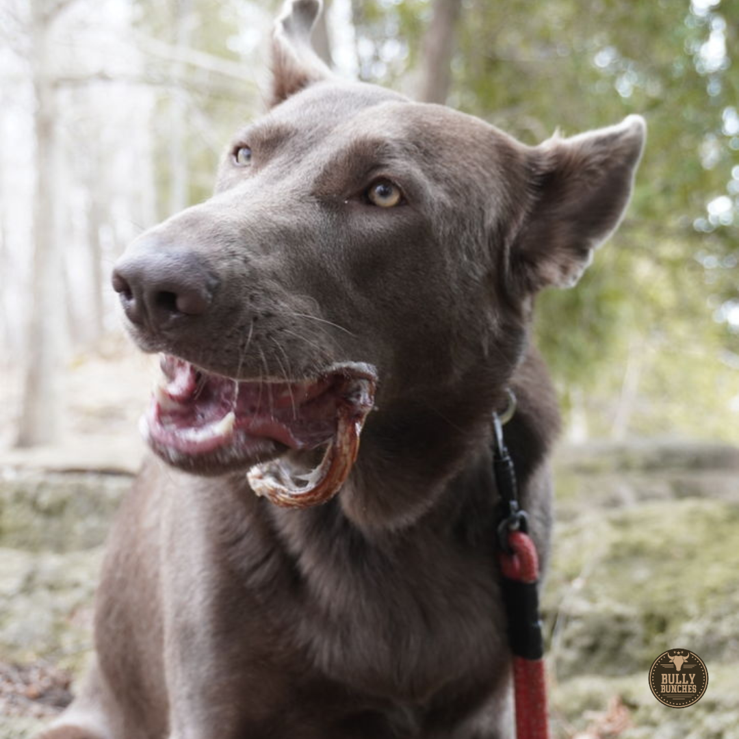 Brown dog chewing on a bully ring from Bully Bunches.