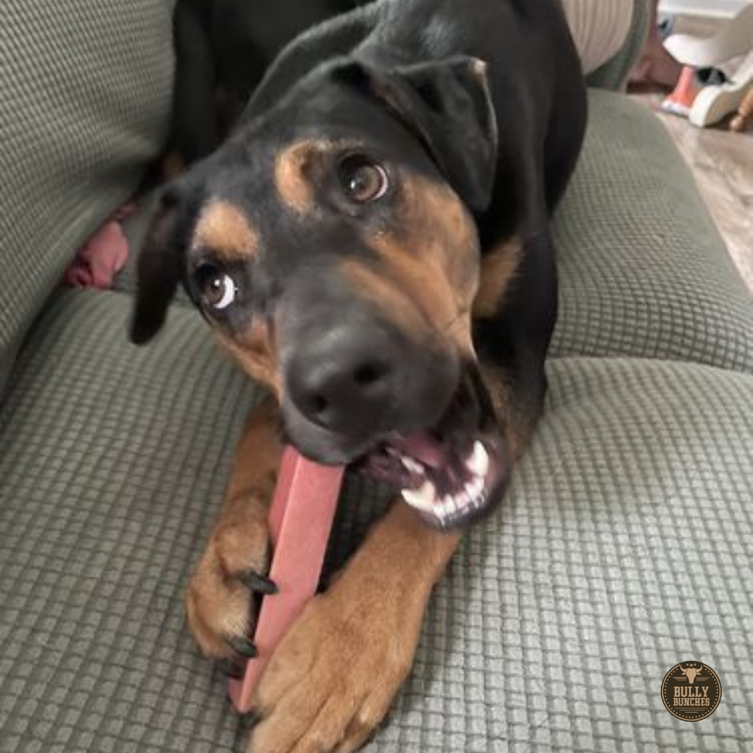 Black and brown dog chewing a medium-sized Strawberry Himalayan Yak Chew from Bully Bunches.
