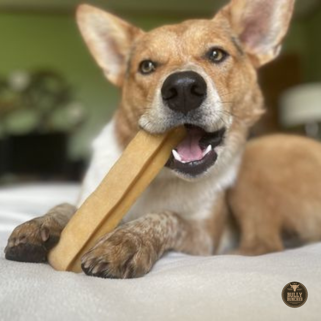 Brown dog chewing an extra-large Himalayan Yak Chew from Bully Bunches.