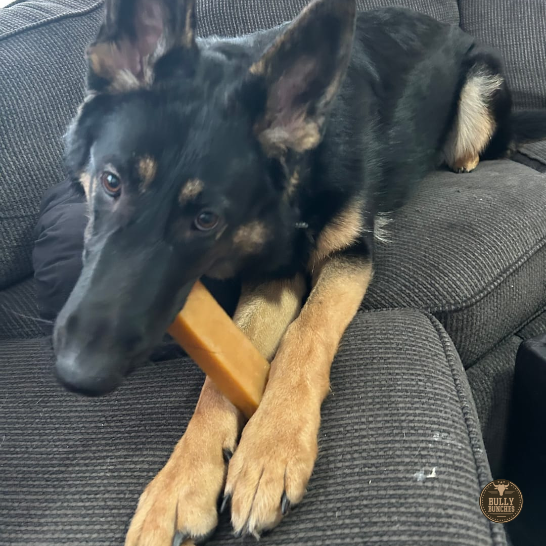 Black and brown dog chewing an extra-large Himalayan Yak Chew from Bully Bunches.