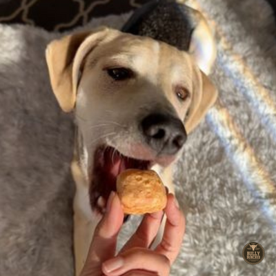 Multicolor dog eating a Himalayan yak puff from Bully Bunches.
