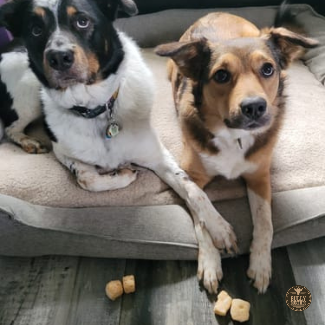 Two dogs sitting for Himalayan yak puffs from Bully Bunches.