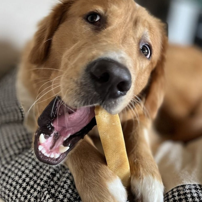 Brown dog chewing on a Himalayan yak chew extra large.