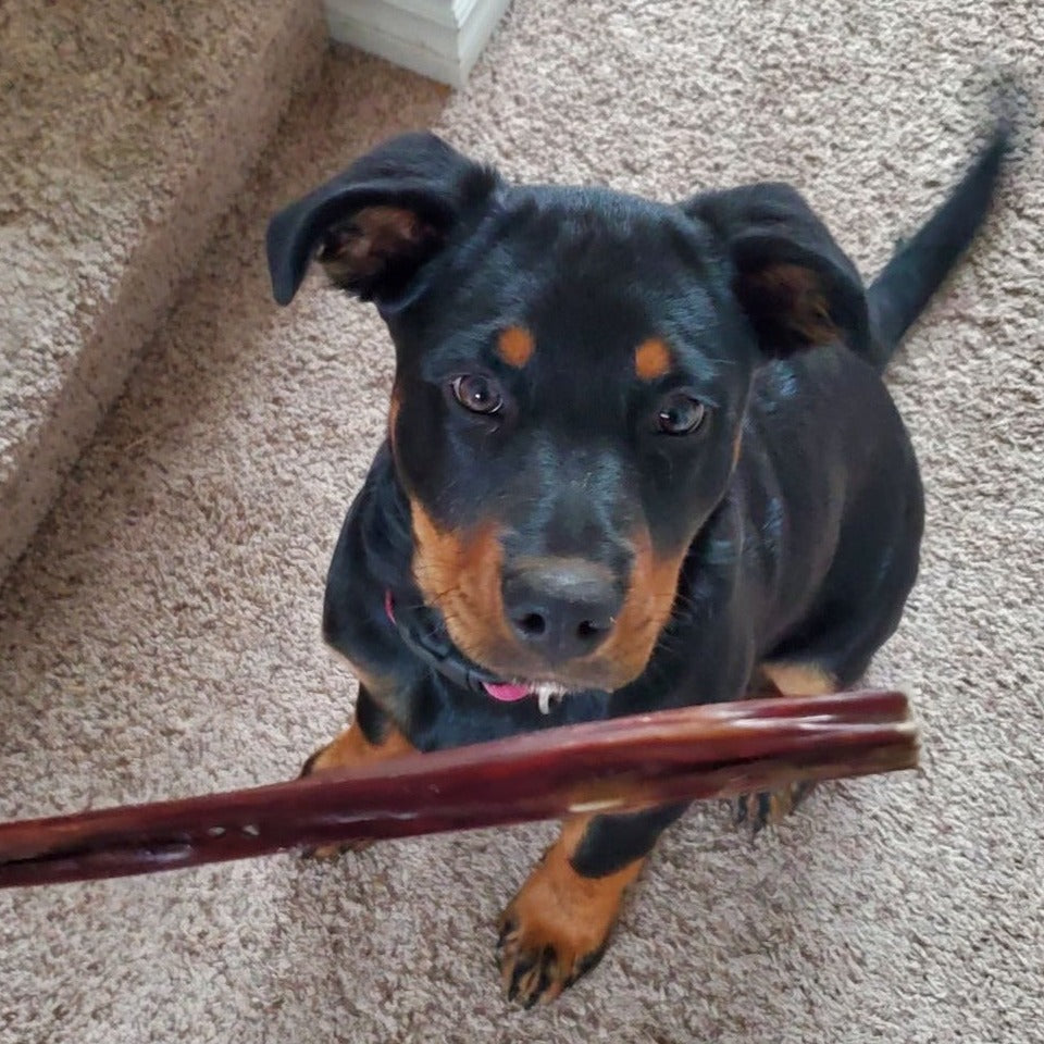 Black and brown dog sitting for a 12-inch jerky stick from Bully Bunches.