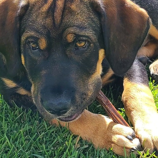 Black and brown dog chewing on a 6-inch jerky stick from Bully Bunches.