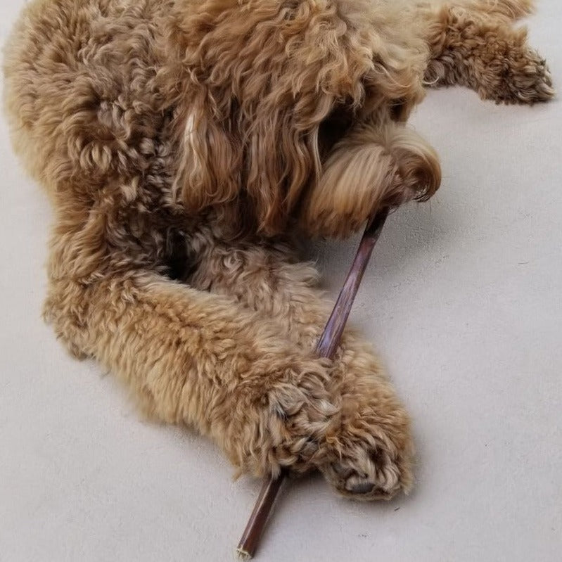 Fluffy brown dog chewing on a 12-inch jerky stick from Bully Bunches.
