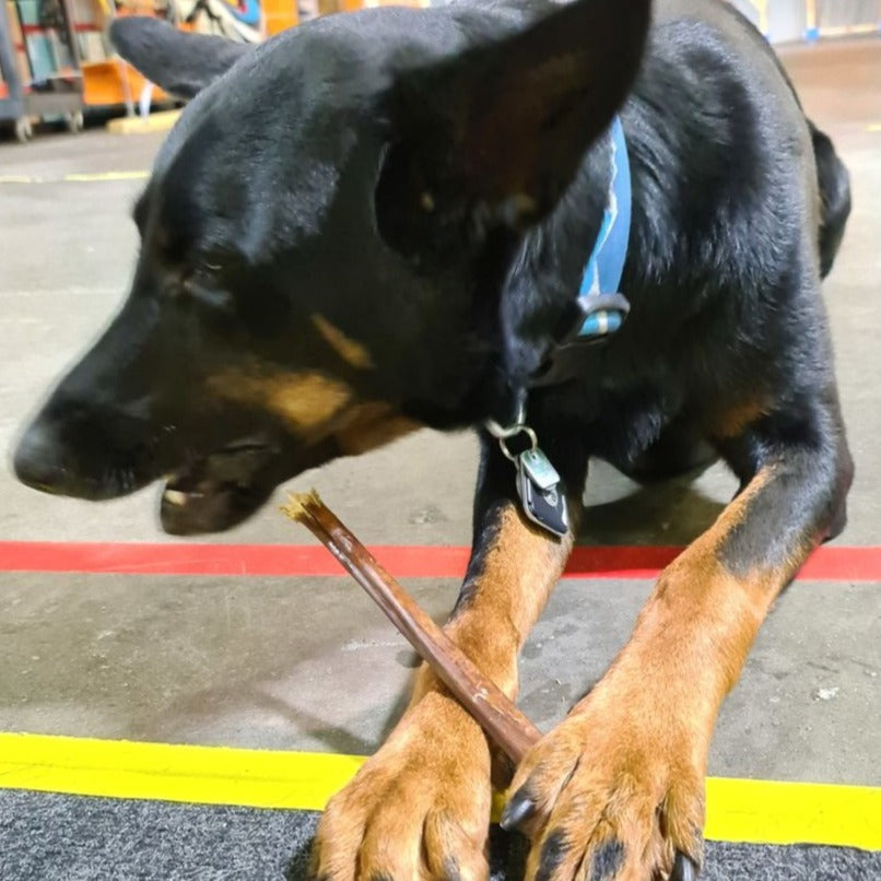 Black and brown dog chewing on a 12-inch jerky stick from Bully Bunches.