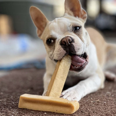 White dog chewing on a Himalayan yak chew medium from Bully Bunches.