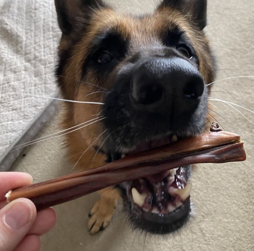 German shepherd dog chewing on a 6-inch jerky stick from Bully Bunches.