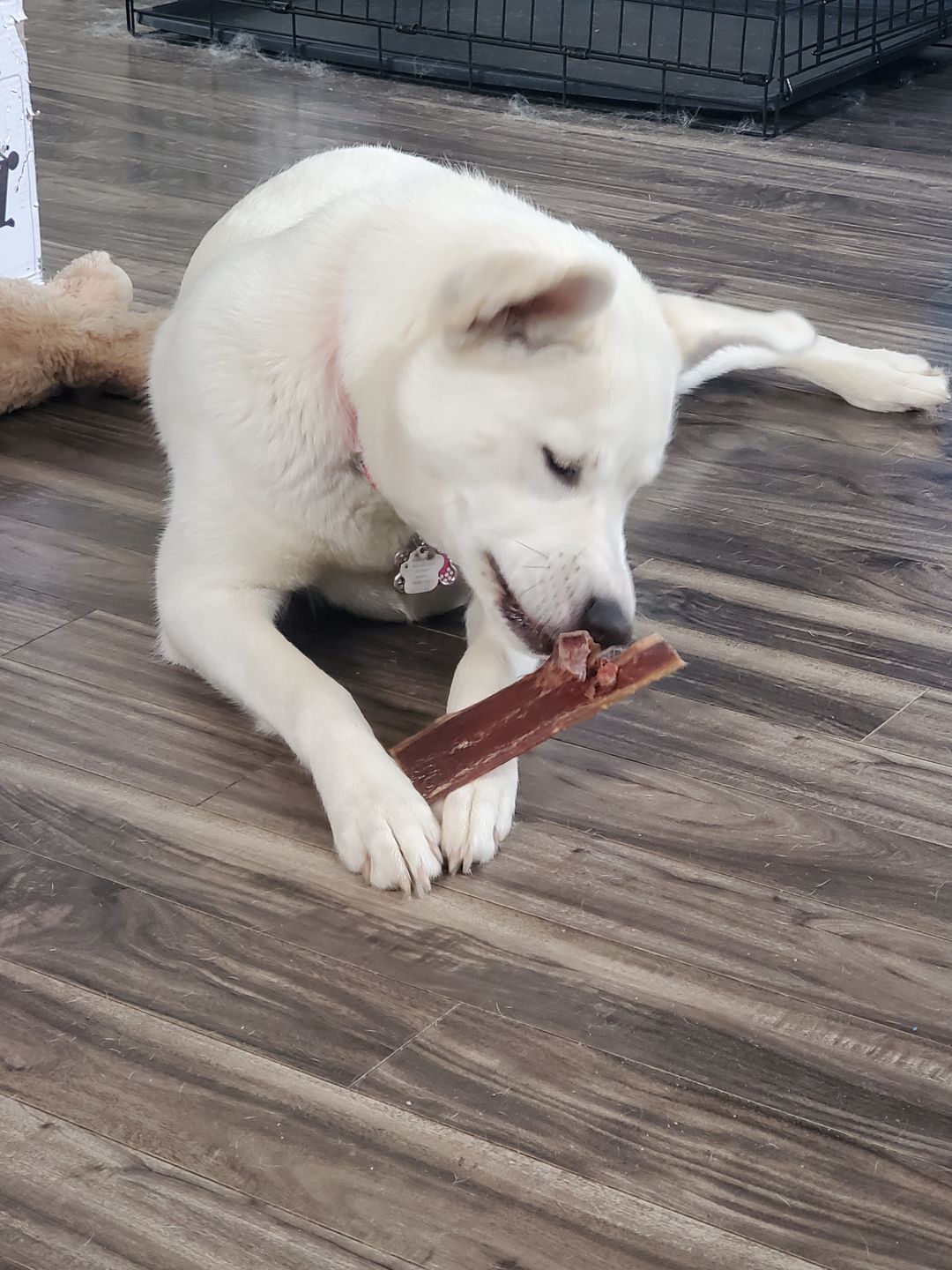 White dog chewing on a 6-inch beef jerky strip from Bully Bunches.