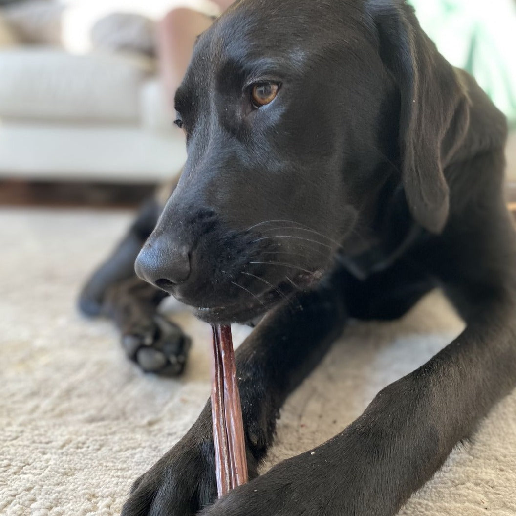 Black dog chewing on a 12-inch jerky stick from Bully Bunches.