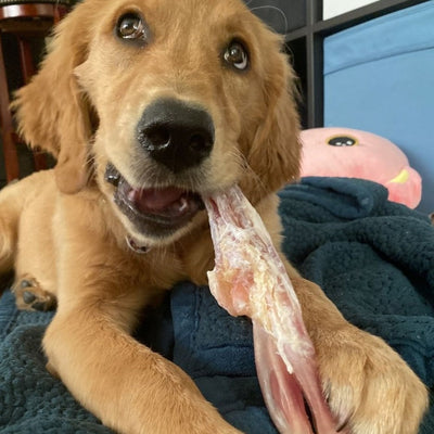 Golden dog chewing on a beef tendon.