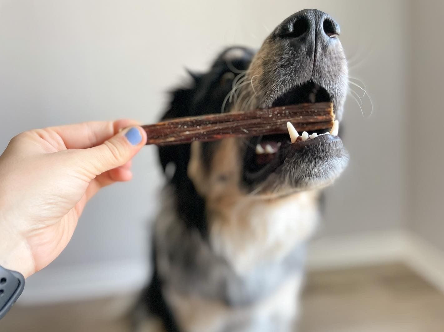 Fluffy multicolor dog chewing on a 6-inch jerky stick.