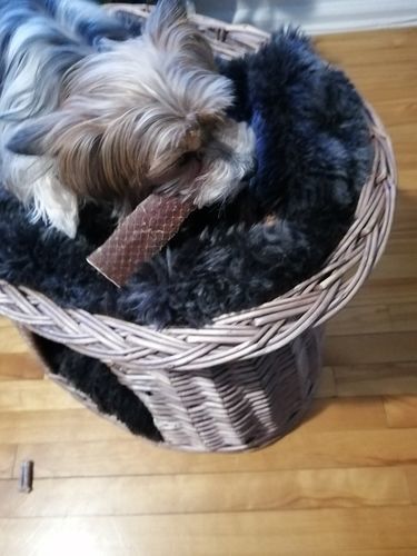 Fluffy dogs chewing on a beef jerky/6-inch beef jerky strip.
