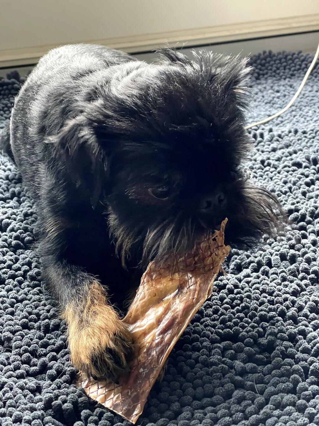 Fluffy black dog chewing on a beef jerky/6-inch beef jerky strip.