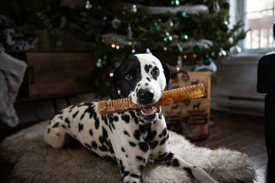 How to Avoid Separation Anxiety in Dogs During the Holidays