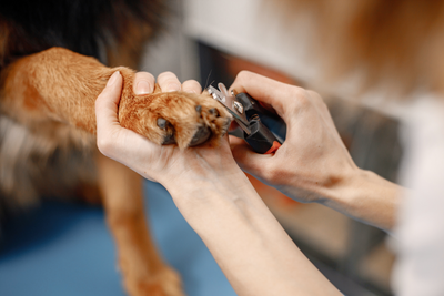 Guide to Trimming a Dog's Nails