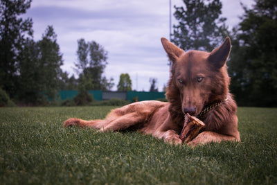 Dog having a treat after its owner read the blog "Bully Bunches' Dog Training Tips 101"