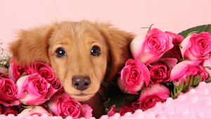 Valentines Chocolates And Pups 101