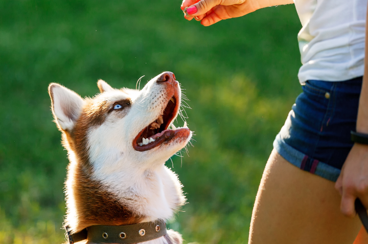 Dog with trainer