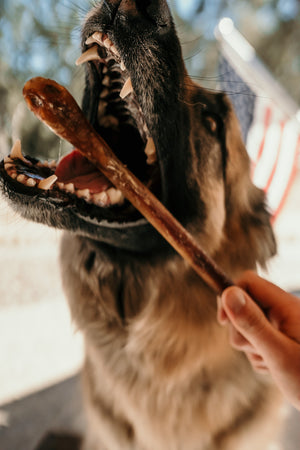 Get Rid of Stinky Dog Breath With These Remedies