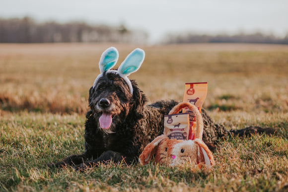 Easter Do's and Don'ts For Your Pup