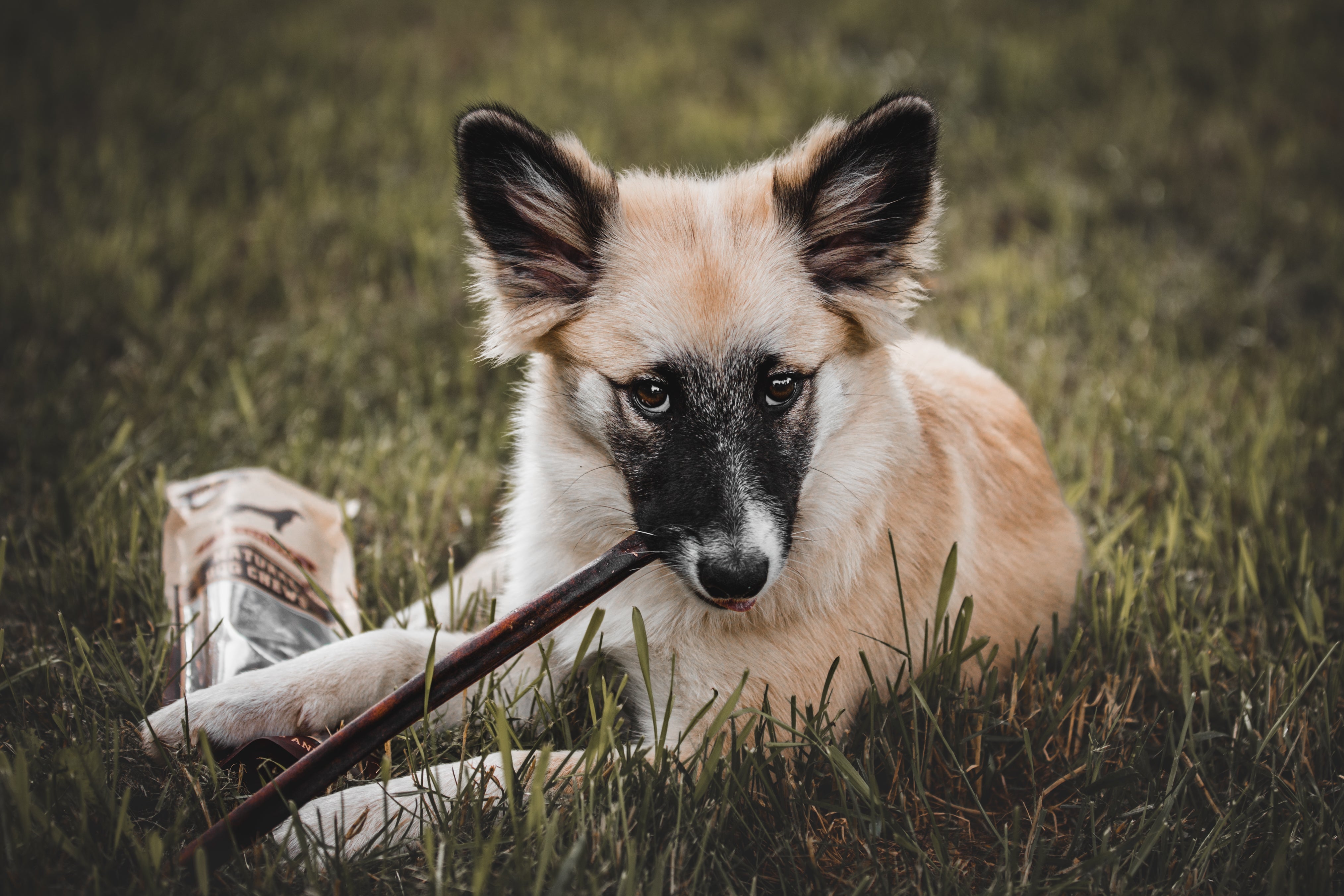 Black and brown puppyabout to receive a bully stick puppy treat 