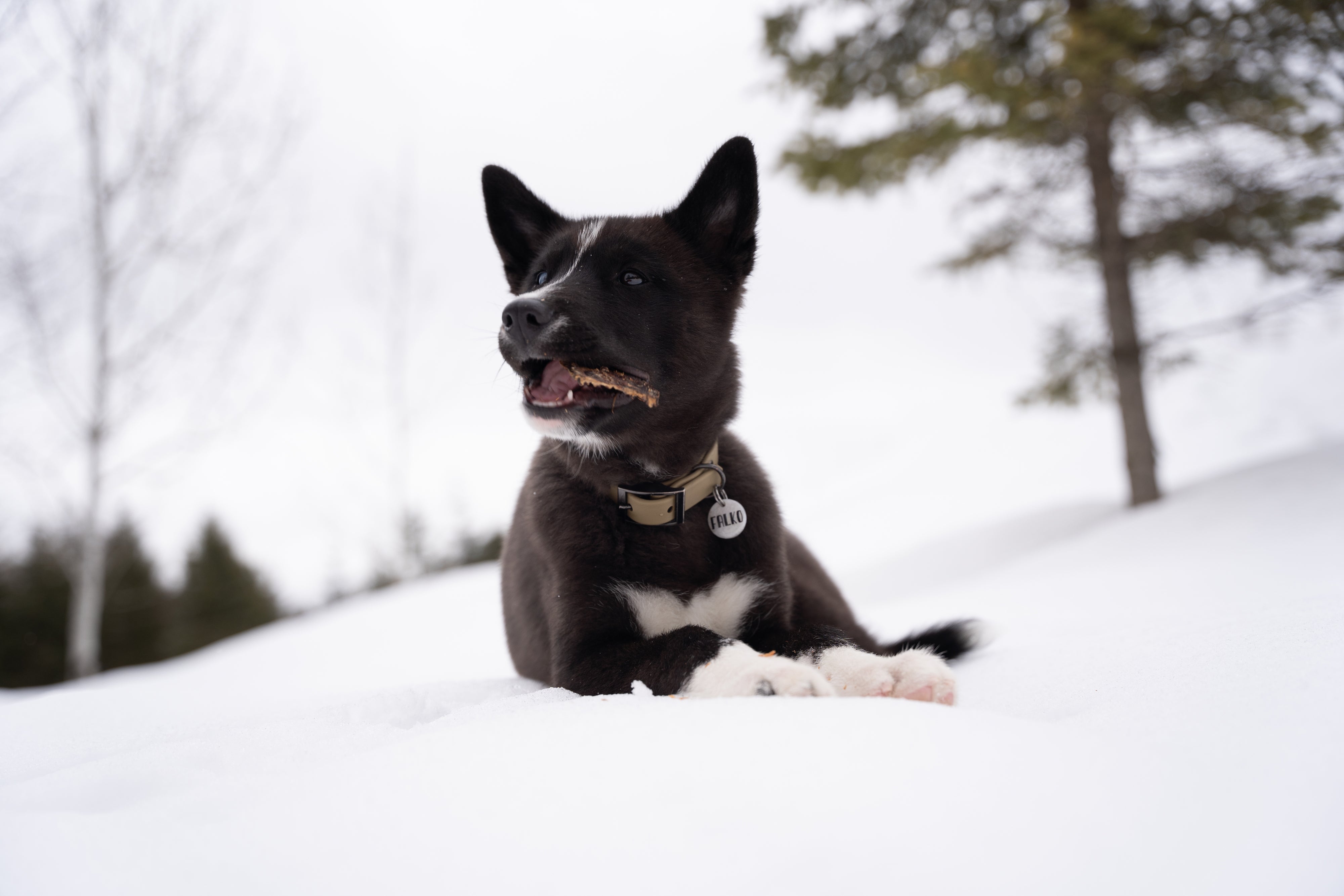 How to Help a Teething Puppy